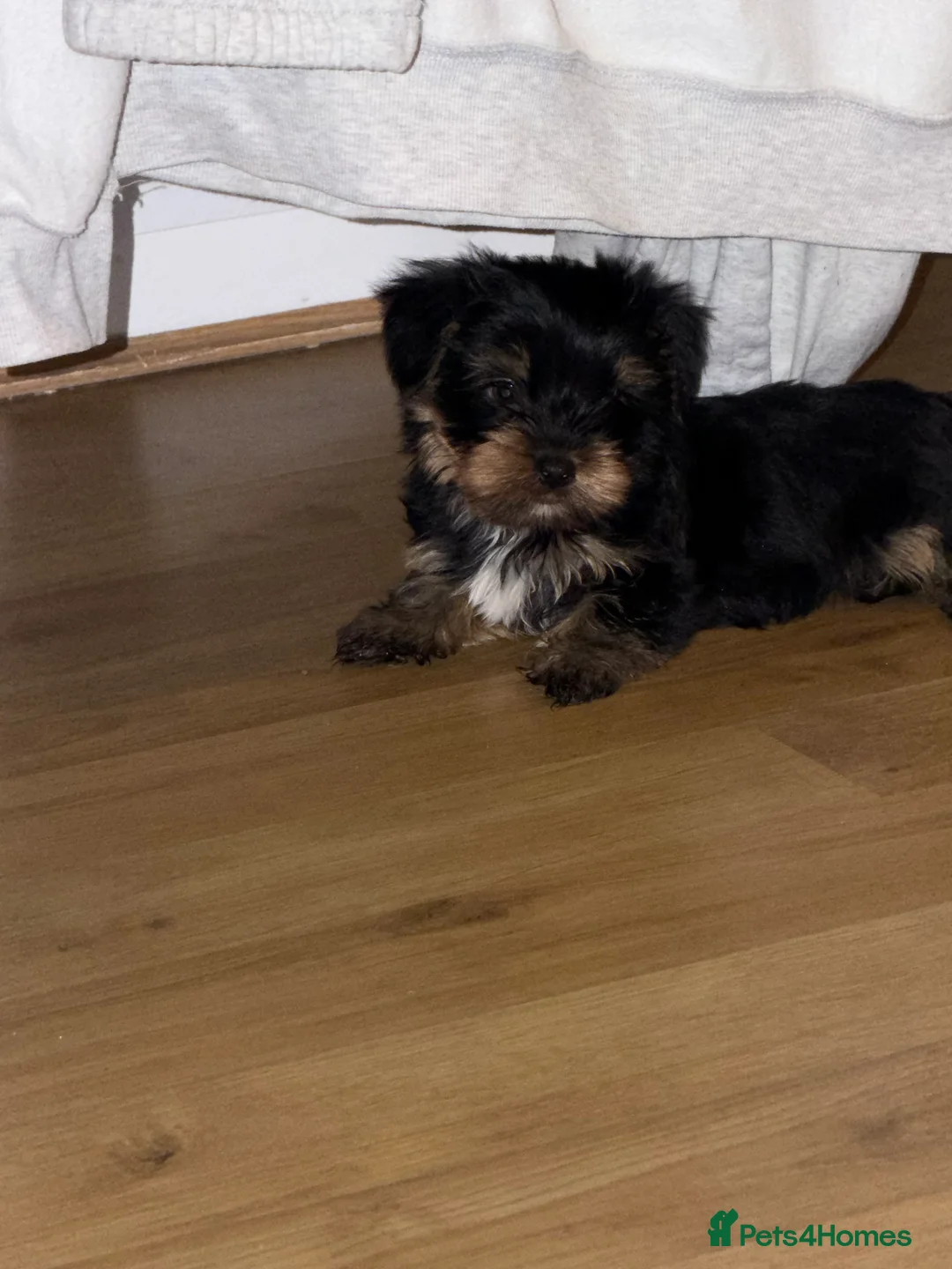 Yorkshire Terrier dogs for sale: 🌸 Stunning Yorkshire terrier puppies available 🌸 - Advert 11
