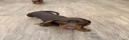 Dachshund dogs for sale: Dachshund is your friend forever  - Advert 17