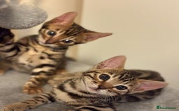 Bengal cats for sale: gorgeous pure bengal kittens  - Image 9
