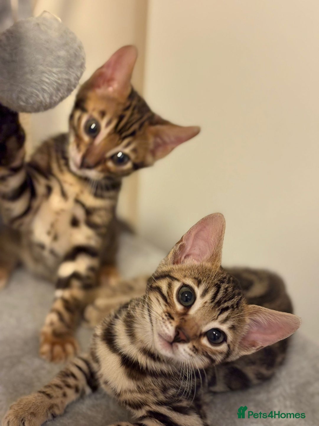 Bengal cats for sale: gorgeous pure bengal kittens  - Image 9