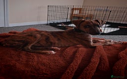 Greyhound dogs for sale: 10 weeks old greyhound boy - Image 2