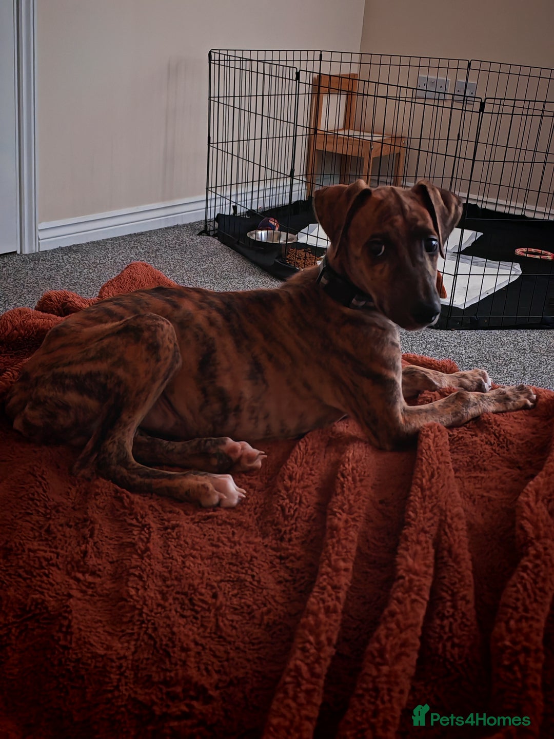 Greyhound dogs for sale: 10 weeks old greyhound boy - Image 2