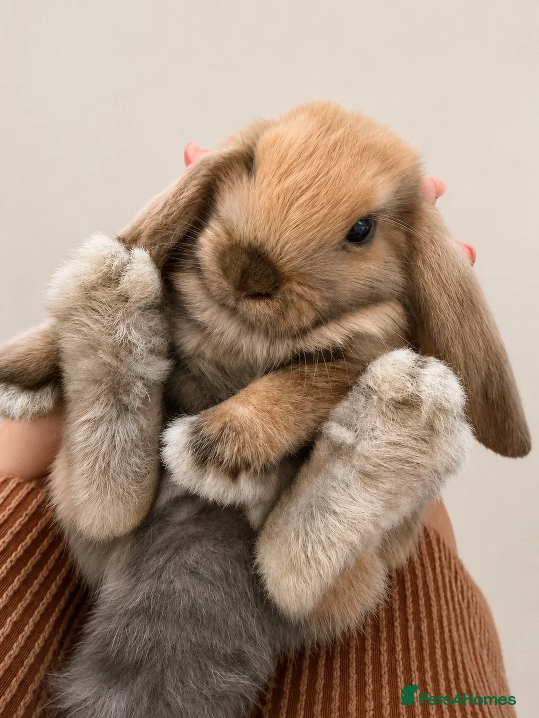 Mini Lop rabbits for sale: Mini Lop Bunny for Sale – Female 🐰 - Advert 1