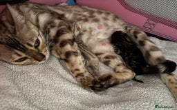 Bengal cats for sale: Beautiful pedigree bengal kittens  - Image 6