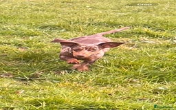 Dachshund dogs for sale: Beautiful dachshund puppies  - Image 4