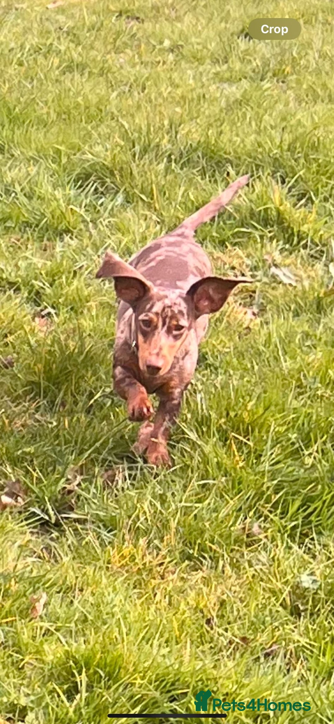 Dachshund dogs for sale: Beautiful dachshund puppies  - Image 4