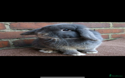 Mini Lop rabbits for sale: Vaccinated babies, wormed, flead ready now  - Image 5