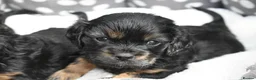 Cavapoo dogs for sale: Health Tested Cavapoo Puppies  - Advert 11