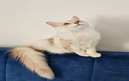 Maine Coon cats for sale: Maine Coon shaded lines - Image 3