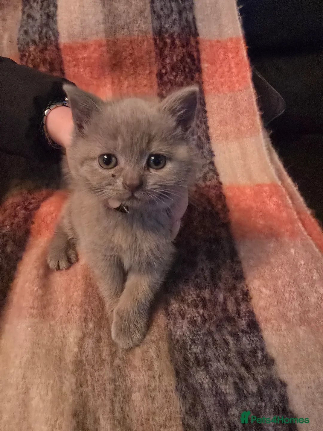 Mixed Breed cats for sale: 6 beautiful bubbly kittens Ready now in Frodsham - Advert 2