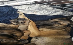 Mixed Breed dogs for sale: Belgian Malinois X Shar-pei puppies  - Image 17
