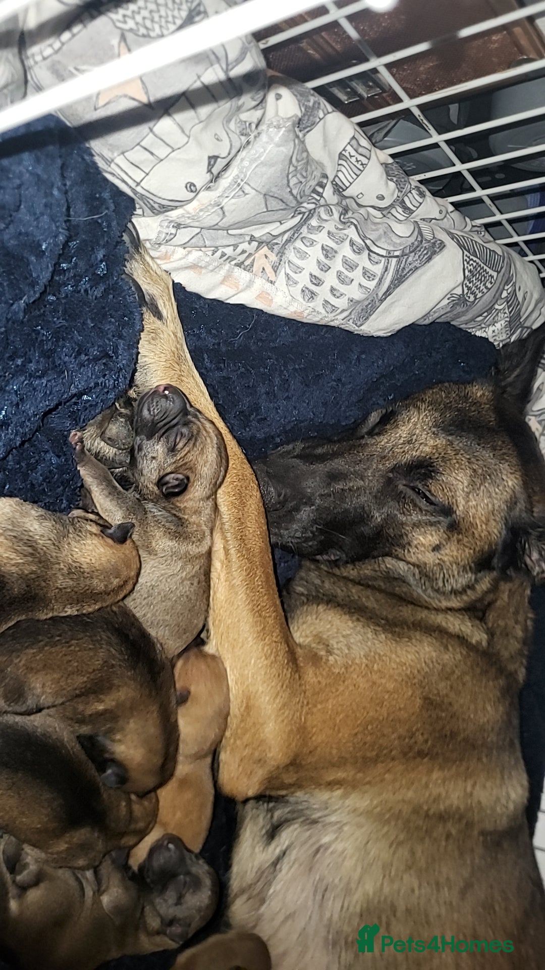 Mixed Breed dogs for sale: Belgian Malinois X Shar-pei puppies  - Image 17