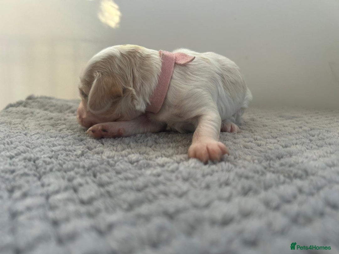 Mixed Breed dogs for sale: Apricot Cockapoo puppies ready to leave 6th march  - Advert 22