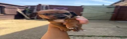 Jackshund dogs for sale: Daschund x Jack russell puppies  - Advert 9