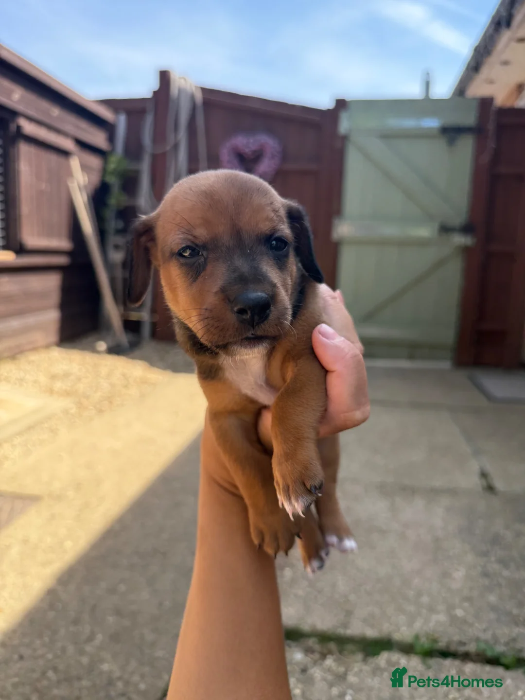 Jackshund dogs for sale: Daschund x Jack russell puppies  - Advert 9