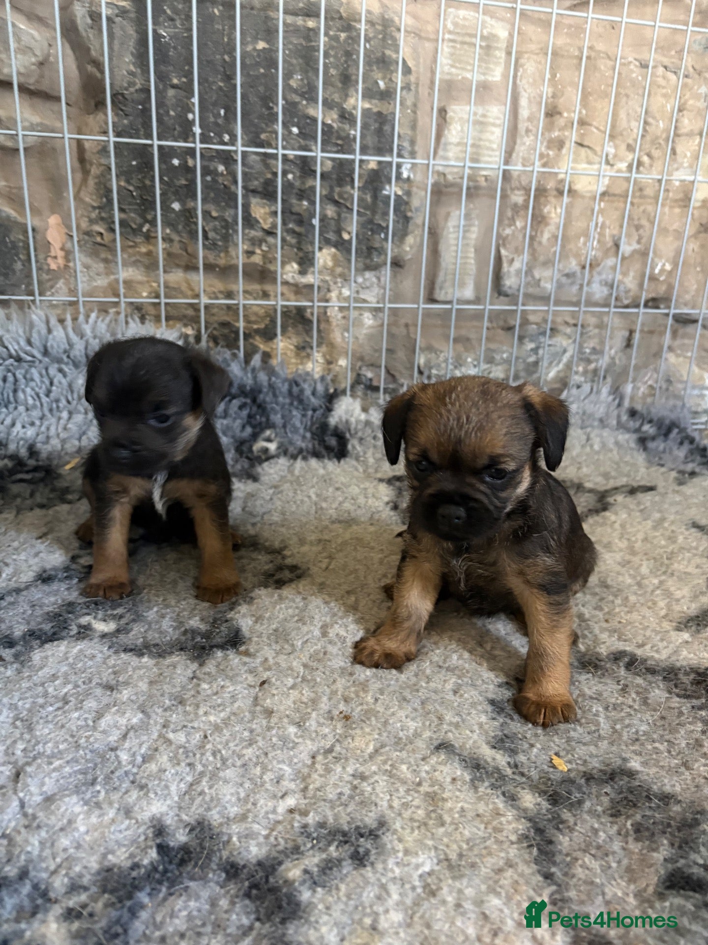 Border Terrier dogs Border terriers - Advert 14