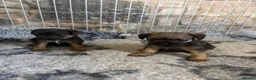 Border Terrier dogs for sale: Border terriers - Advert 3