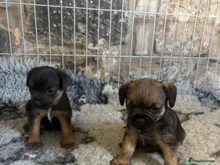 Border Terrier dogs Border terriers - Advert 1
