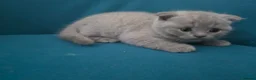 Scottish Fold cats for sale: 3 lovely Scotish Fold kittens  - Advert 5