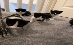 Mixed Breed cats for sale: 3 female kittens ready to leave - Image 5