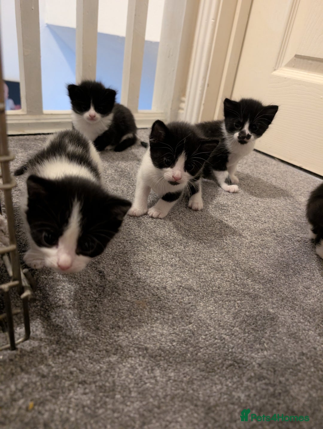 Mixed Breed cats for sale: 3 female kittens ready to leave - Image 5