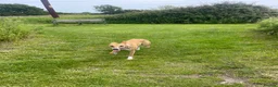Whippet dogs for sale: 1y old whippet female for sale  - Advert 2