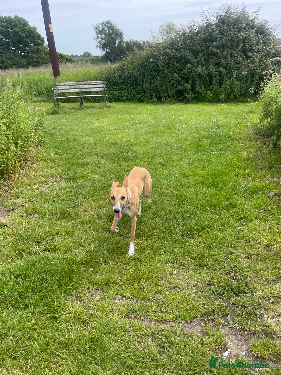 Whippet dogs for sale: 1y old whippet female for sale  - Advert 2