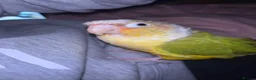 Conures birds for sale: 2 beautiful gccs looking for a new home - Advert 11