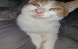 Mixed Breed cats for sale: 2 cats - Image 2