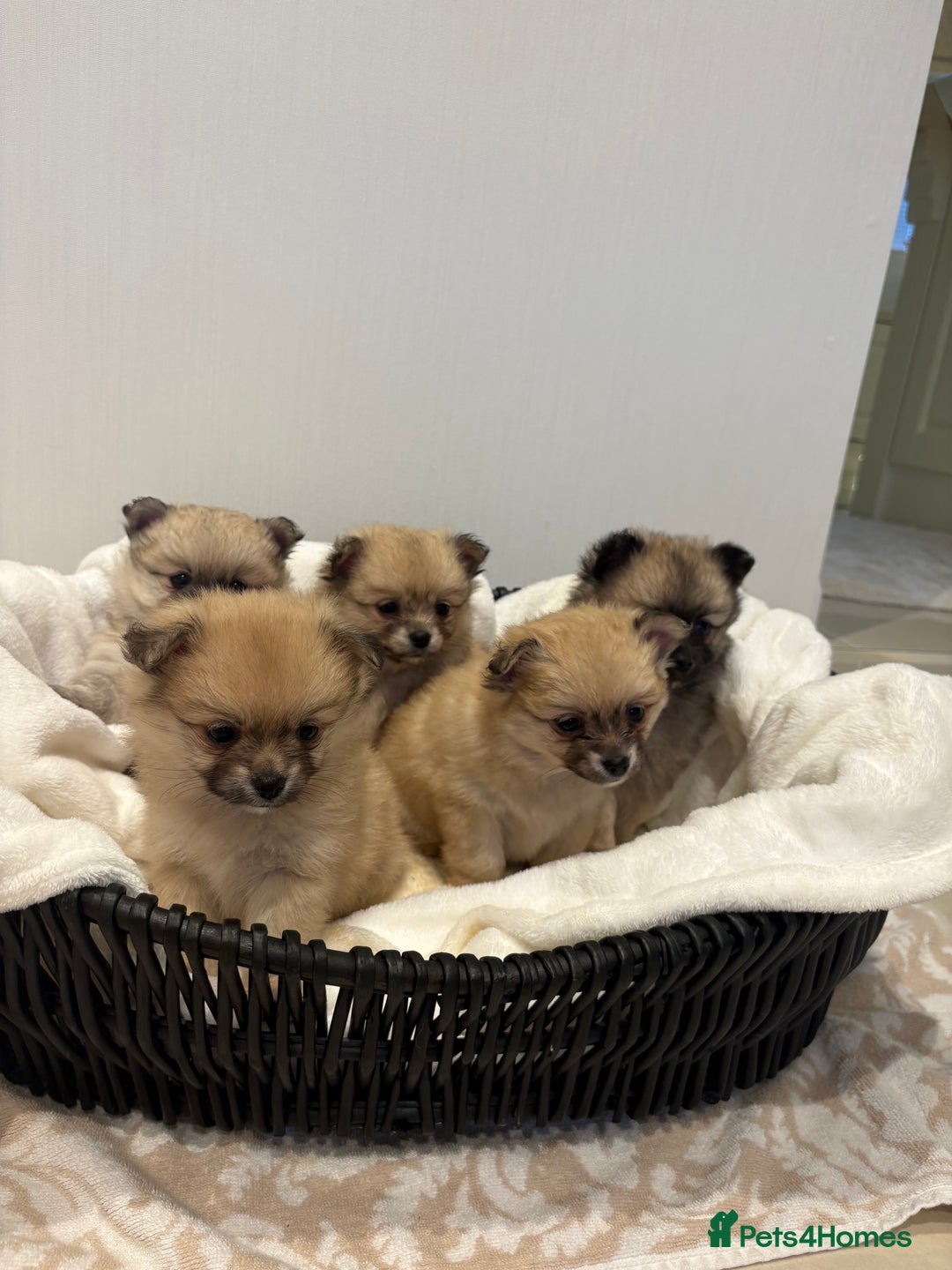 Pomchi dogs for sale: Pomchaws  - Advert 2