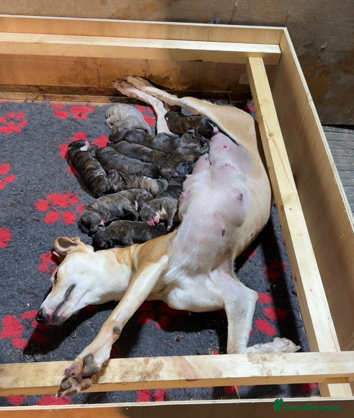 Lurcher dogs Lurcher Puppies  - Advert 1