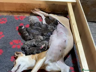 Lurcher dogs Lurcher Puppies - Advert 12