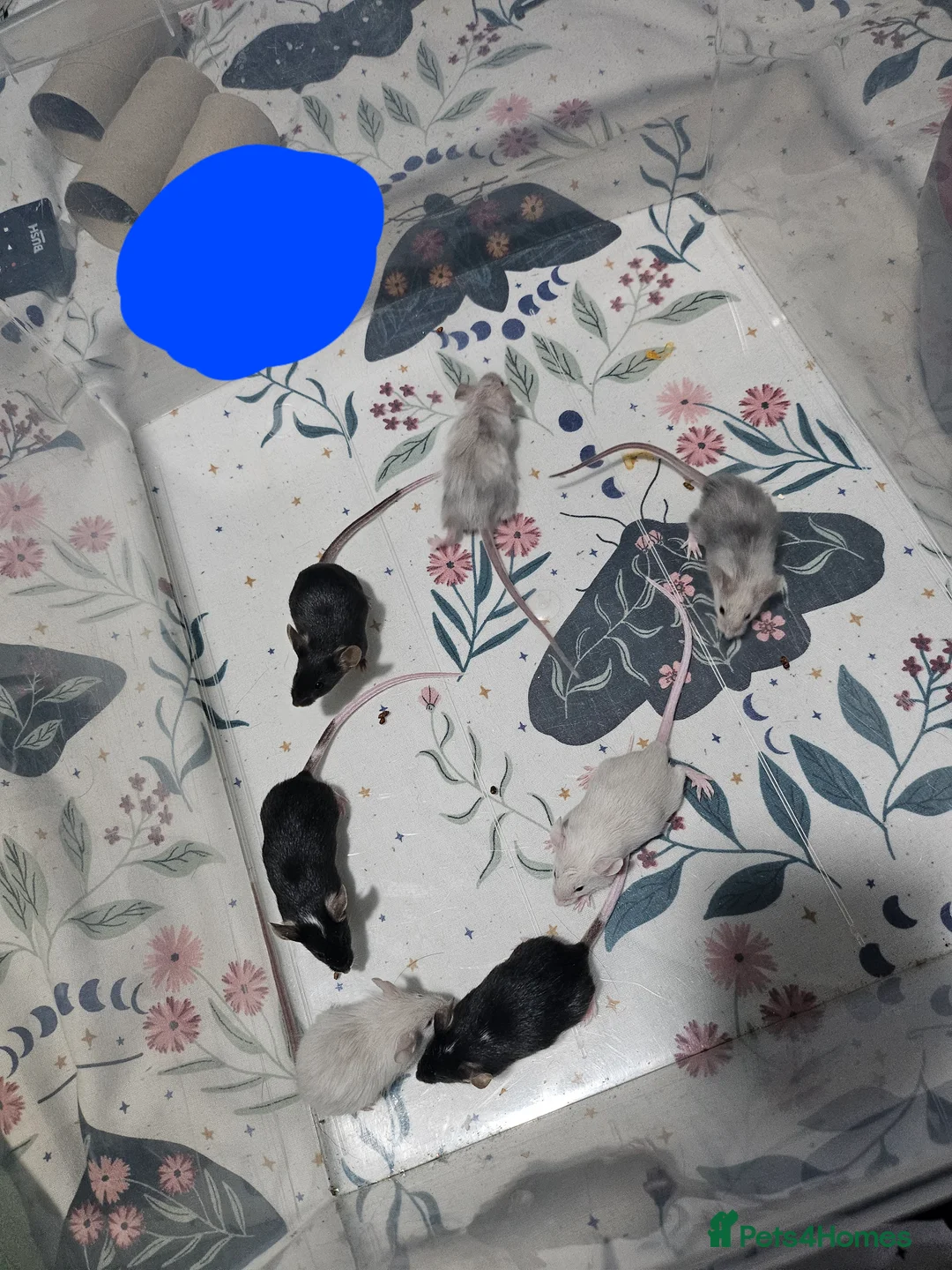 Mouse rodents for sale: Gorgeous little mice - Advert 9