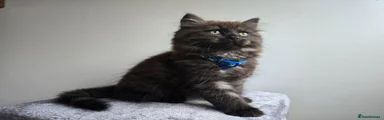Siberian Kitten 1