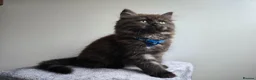 Siberian cats for sale: Beautiful Siberian Kittens  - Advert 6