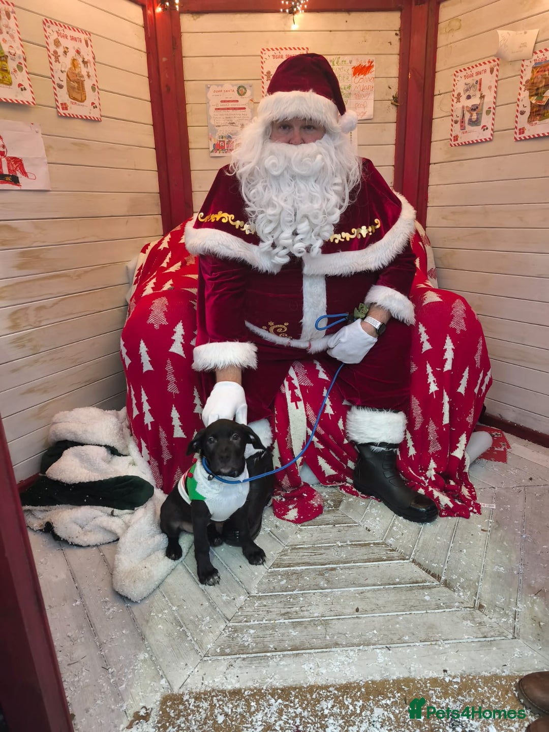 Mixed Breed dogs for sale: Staffy x border collie for sale  - Advert 4