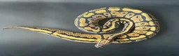 Python Snake reptiles for sale: Royal Pythons Various Ones Available  - Advert 3