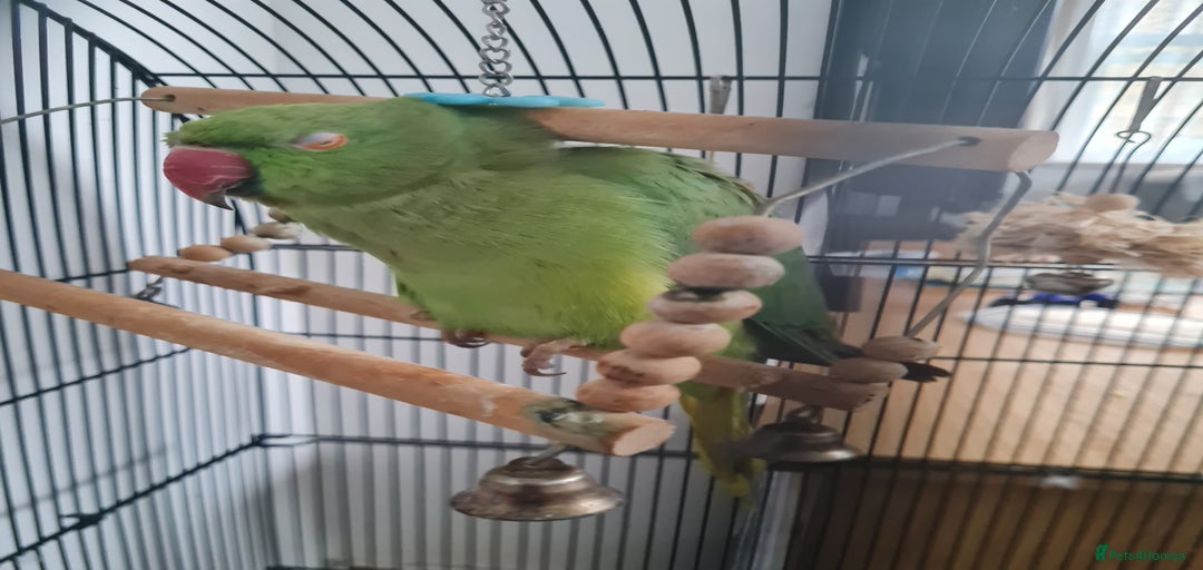 Gallery Image {{count}}