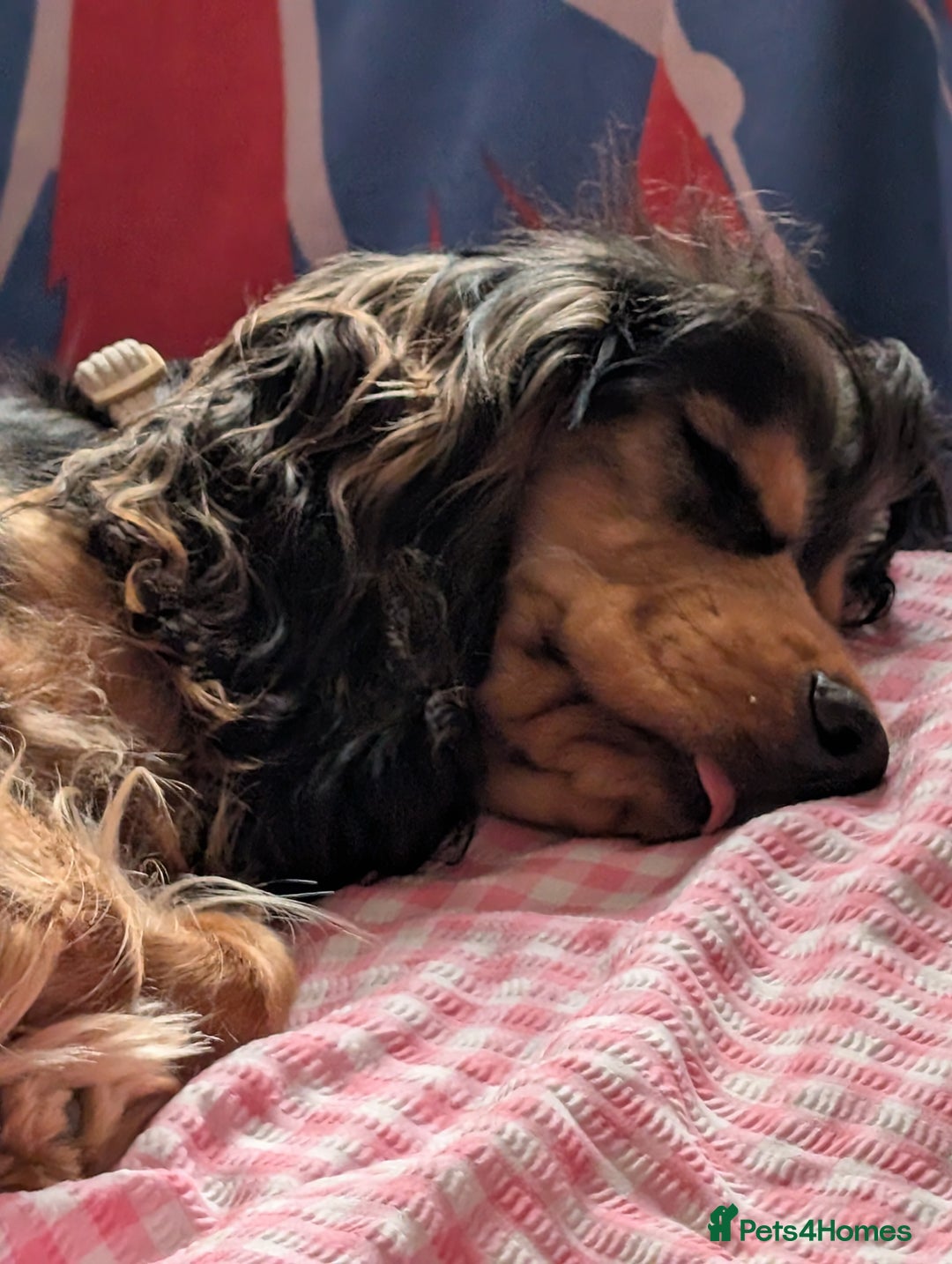 Cocker Spaniel dogs for sale: Pippin the show cocker - Image 10