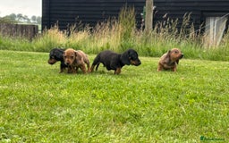 Miniature Dachshund dogs for sale: KC Reg RED DAPPLE Miniature Dachshund (Smooth) - Image 3