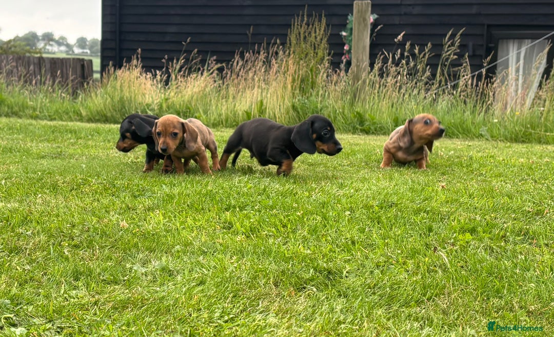 Miniature Dachshund dogs for sale: KC Reg RED DAPPLE Miniature Dachshund (Smooth) - Image 3