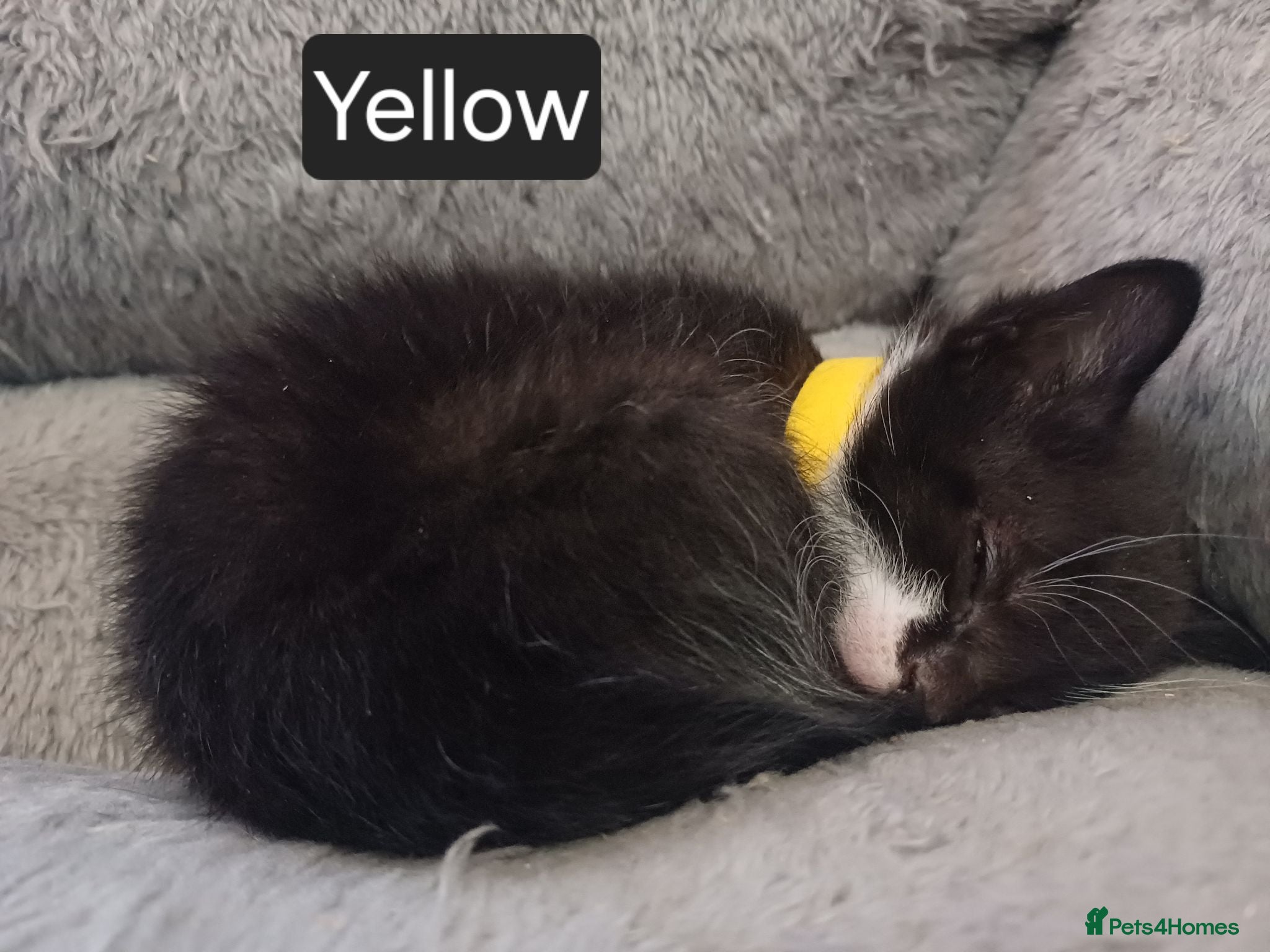 Mixed Breed cats LOWER PRICE Gorgeous fun-loving kittens READY  - Advert 2