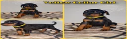 Dobermann dogs for sale: Stunning Dobermann Puppies  - Advert 2