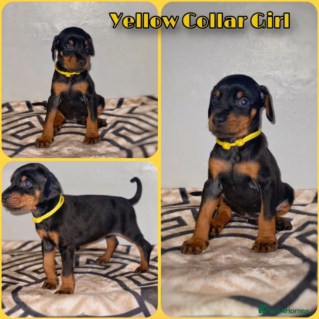 Dobermann dogs for sale: Stunning Dobermann Puppies  - Advert 2