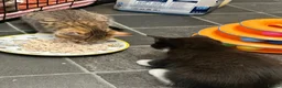 Bengal cats for sale: Kitten’s and mother are ready for there homes - Advert 20