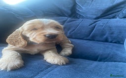 Cocker Spaniel dogs for sale: Show type Cockers  - Image 9