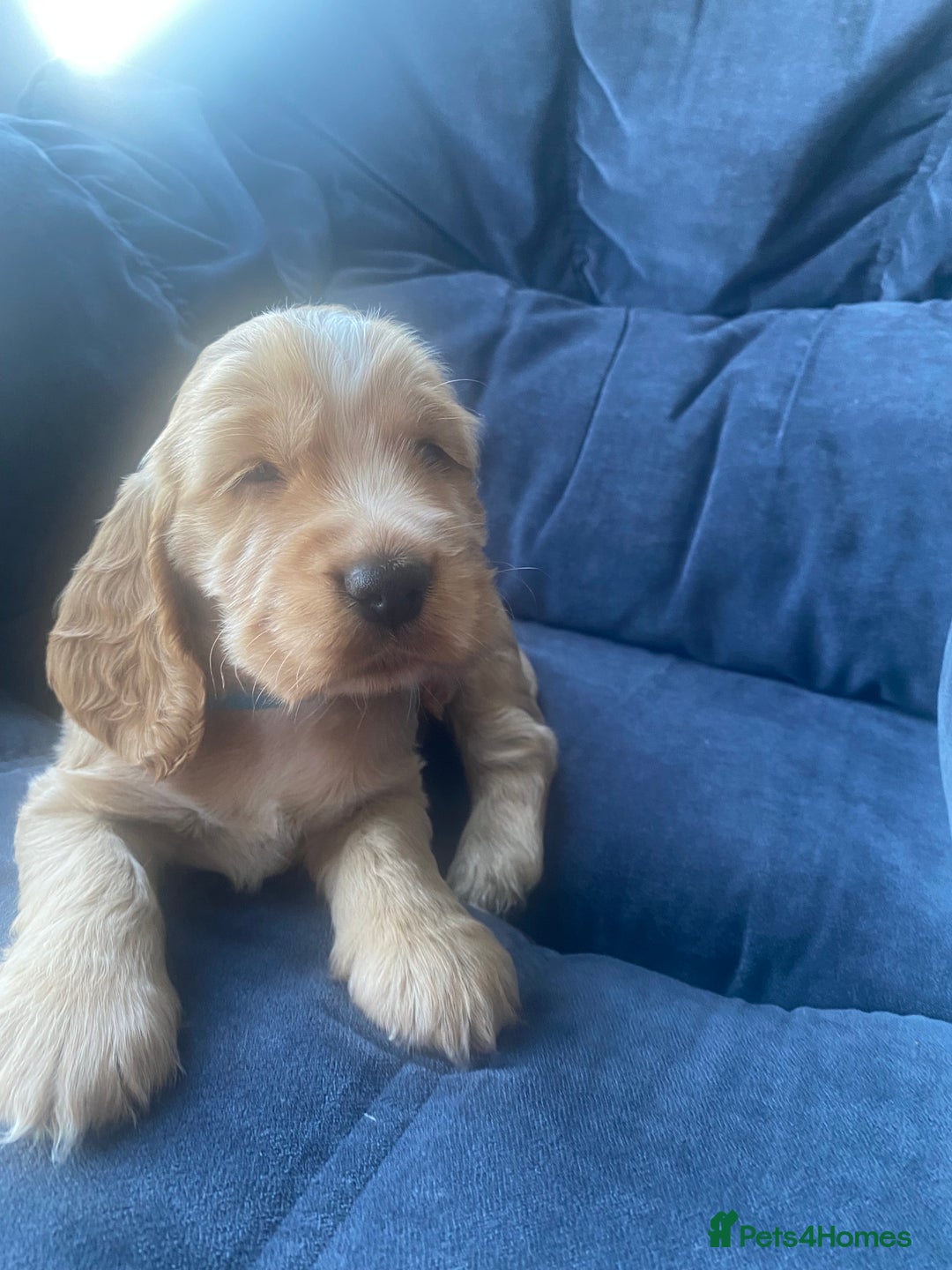 Cocker Spaniel dogs for sale: Show type Cockers  - Image 9