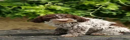 Lagotto Romagnolo dogs for sale: Lagotto Romagnolo - Advert 9