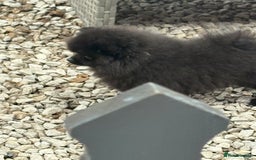 Pomeranian dogs for sale: Beautiful Pomeranian  - Image 2