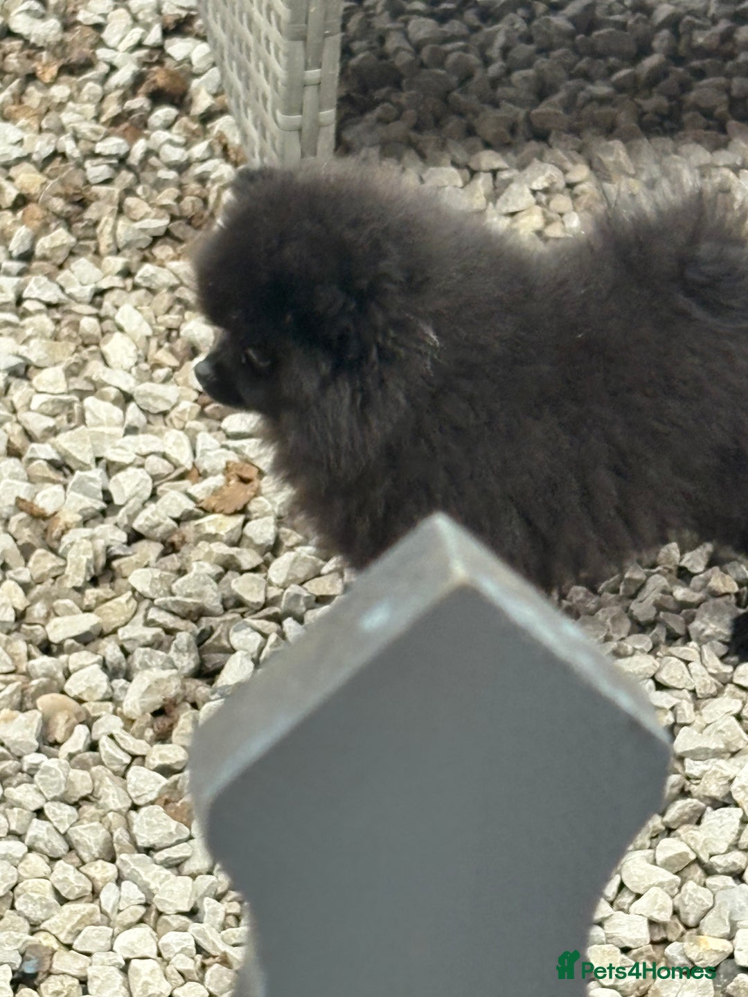 Pomeranian dogs for sale: Beautiful Pomeranian  - Image 2